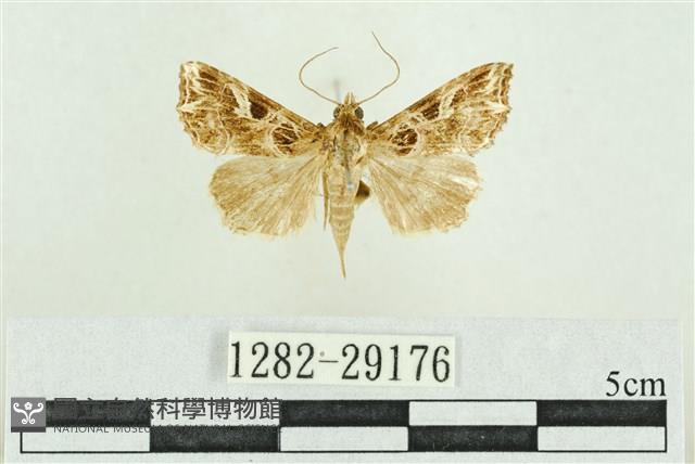 弧角散紋夜蛾藏品圖，第1張