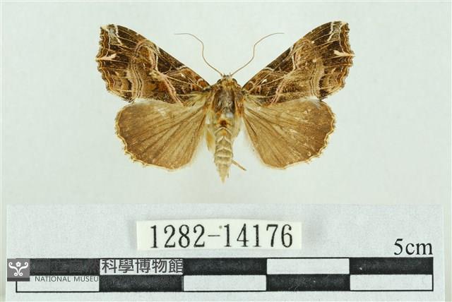 粉紅帶散紋夜蛾藏品圖，第1張