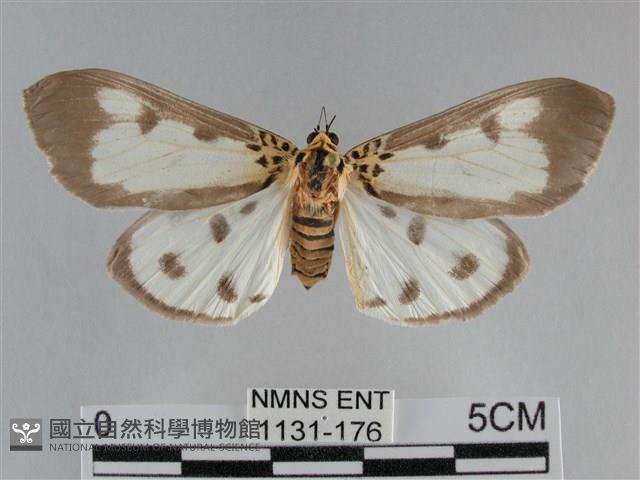 長斑擬燈蛾藏品圖，第1張