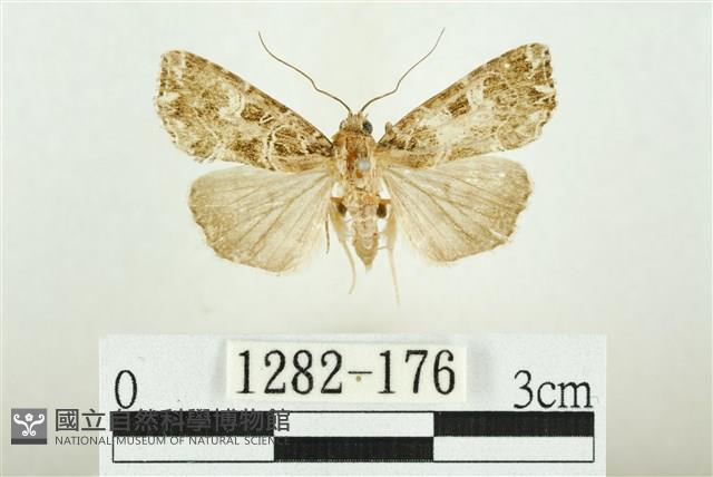 白斑散紋夜蛾藏品圖，第1張