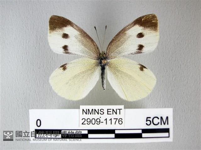 白粉蝶、紋白蝶藏品圖，第1張
