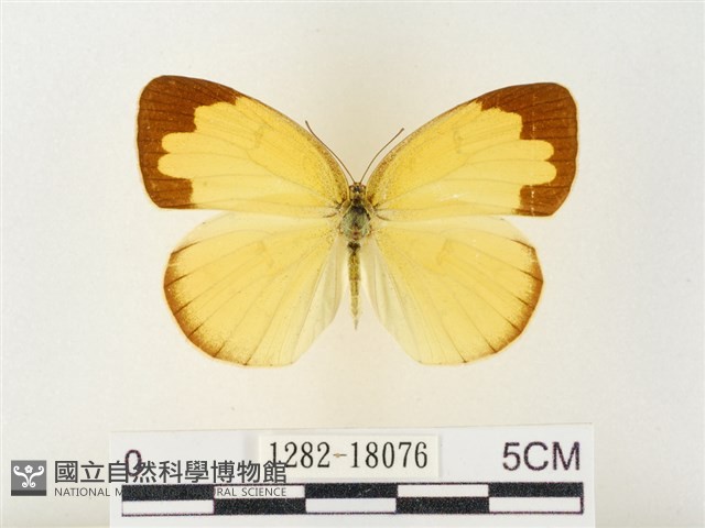 島嶼黃蝶、江崎黃蝶藏品圖，第1張