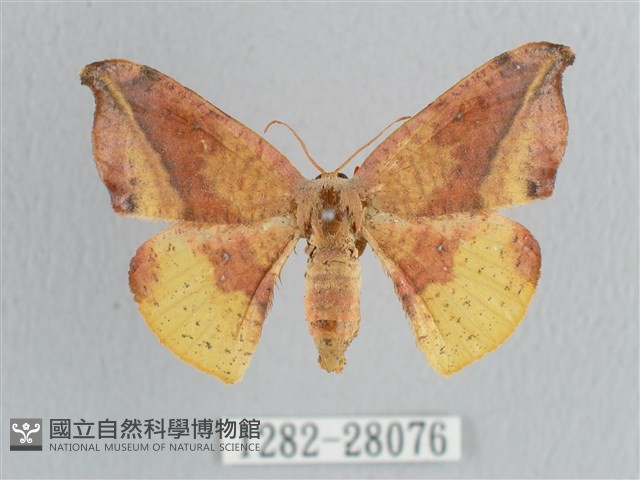 接骨木帶鉤蛾藏品圖，第1張