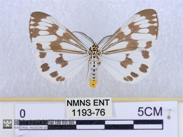 粉蝶燈蛾藏品圖，第1張