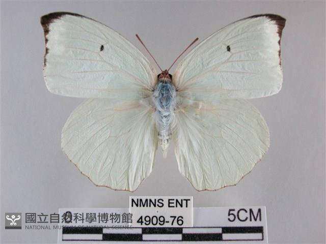 細波遷粉蝶藏品圖，第1張