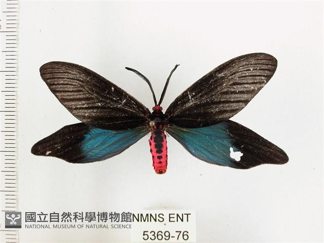 重陽木螢斑蛾藏品圖，第1張