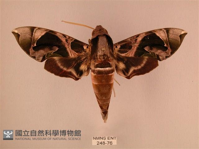 暗綠白腰天蛾藏品圖，第1張