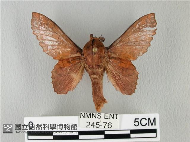 鋸緣枯葉蛾藏品圖，第1張