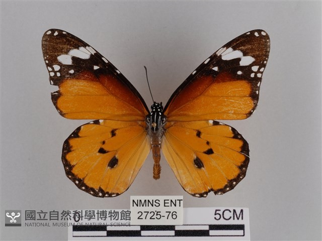 樺斑蝶藏品圖，第1張