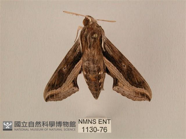 斜線天蛾藏品圖，第1張