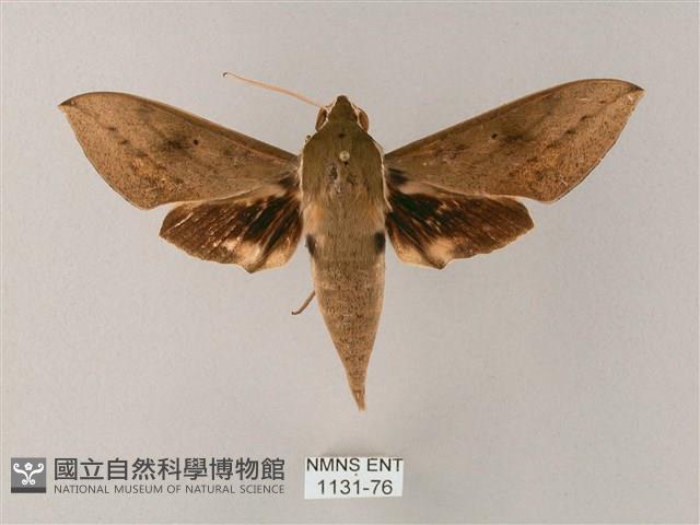 間斷斜紋天蛾藏品圖，第1張