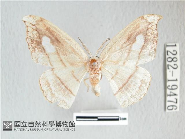 單角窗鉤蛾藏品圖，第1張