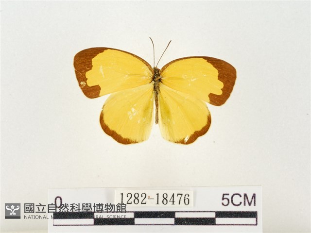 島嶼黃蝶、江崎黃蝶藏品圖，第1張