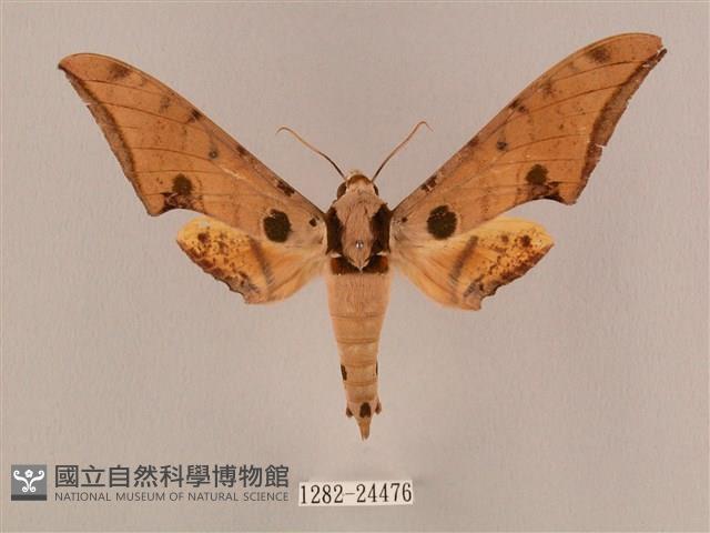 裂斑鷹翅天蛾藏品圖，第1張