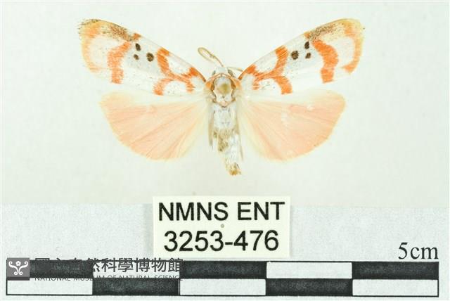 臺雪苔蛾藏品圖，第1張