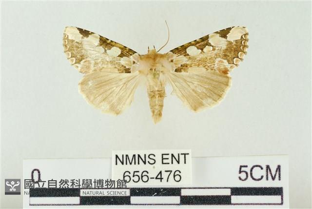 連珠波紋蛾藏品圖，第1張