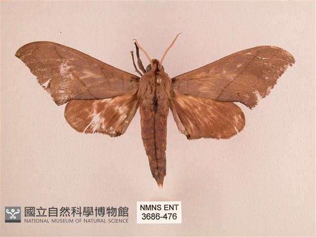 直翅六點天蛾藏品圖，第1張