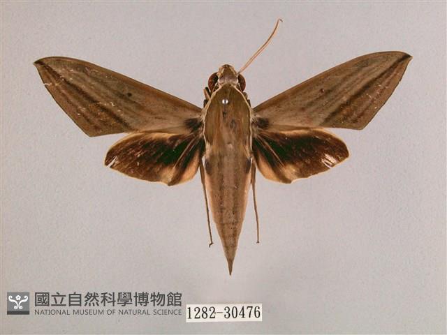 背帶斜紋天蛾藏品圖，第1張