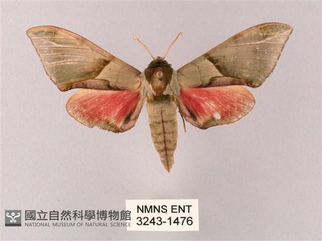 榆綠天蛾藏品圖，第1張