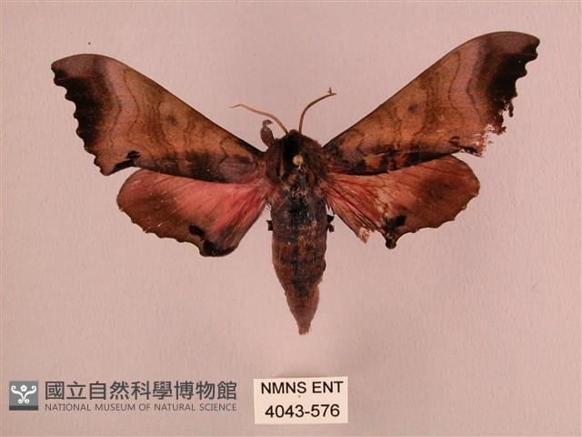 桃紅六點天蛾藏品圖，第1張