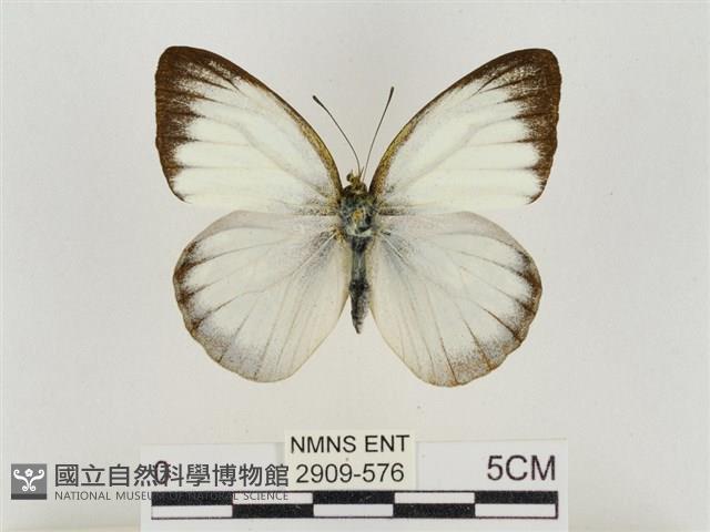 淡褐脈粉蝶藏品圖，第1張