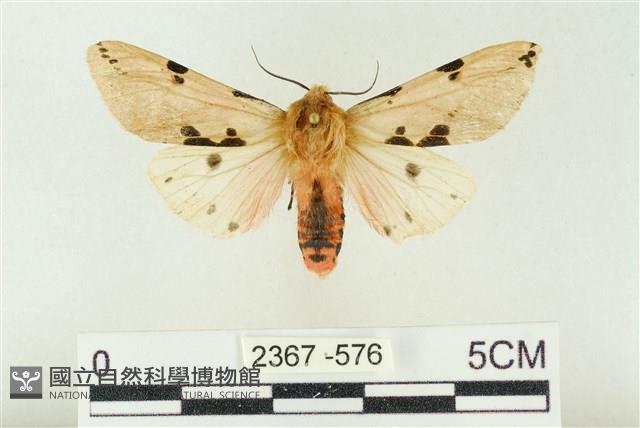 棍棒污燈蛾藏品圖，第1張