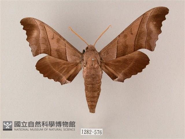 齒翅三線天蛾藏品圖，第1張