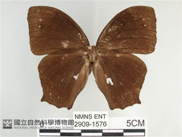 森林暮眼蝶、黑樹蔭蝶藏品圖，第1張
