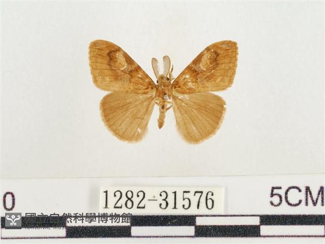 小白紋毒蛾藏品圖，第1張