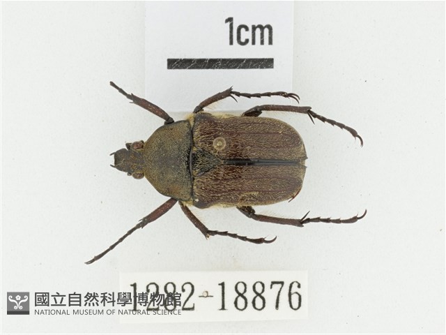 臺灣高山褐騷金龜藏品圖，第1張