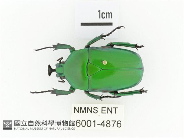 臺灣扇角金龜藏品圖，第1張