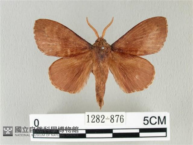 馬尾松枯葉蛾藏品圖，第1張