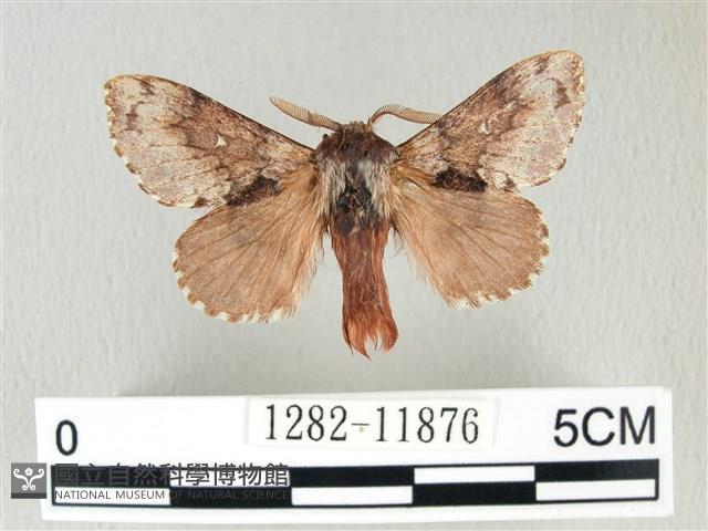 銀肩枯葉蛾藏品圖，第1張