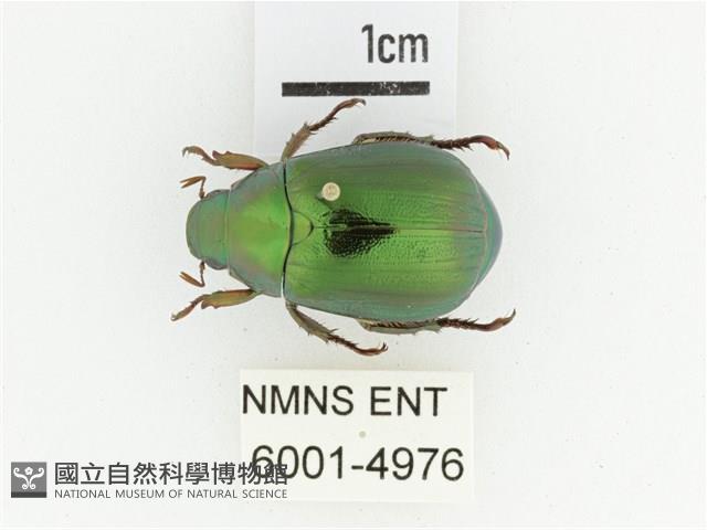 綠艷金龜藏品圖，第1張