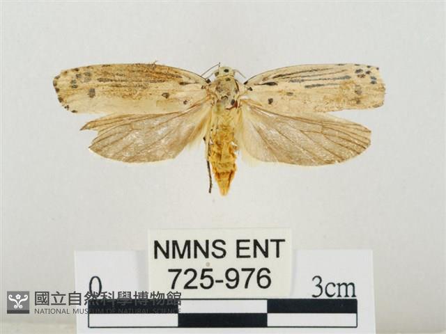 線紋篩蛾藏品圖，第1張