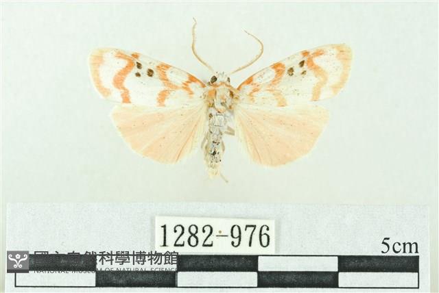 臺雪苔蛾藏品圖，第1張