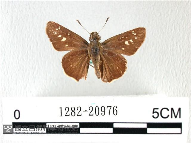 禾弄蝶藏品圖，第1張