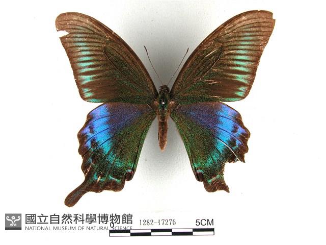 翠鳳蝶蘭嶼亞種藏品圖，第1張