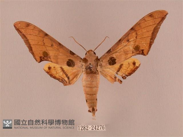 裂斑鷹翅天蛾藏品圖，第1張