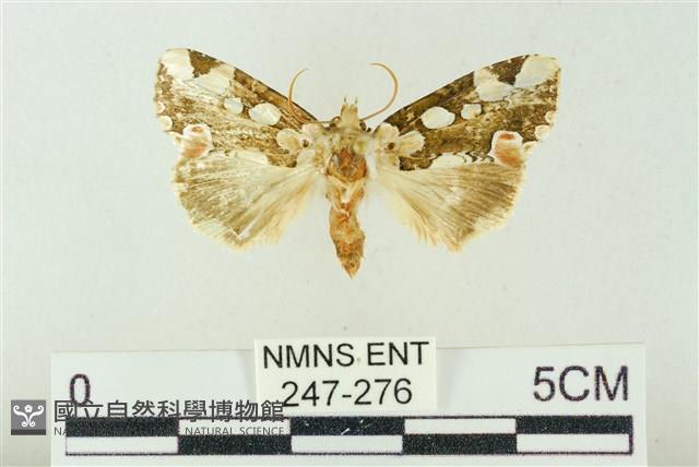 連珠波紋蛾藏品圖，第1張