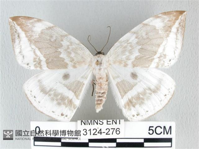 圓翅大鉤蛾藏品圖，第1張