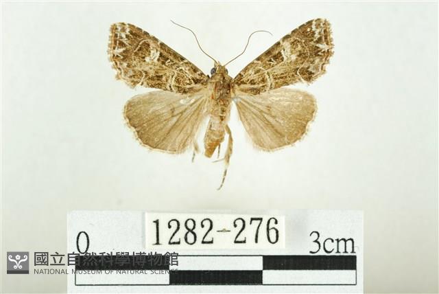 白斑散紋夜蛾藏品圖，第1張