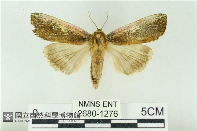 粉太波紋蛾藏品圖，第1張