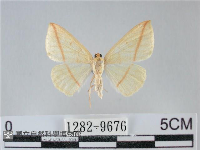 澄線尺蛾藏品圖，第1張