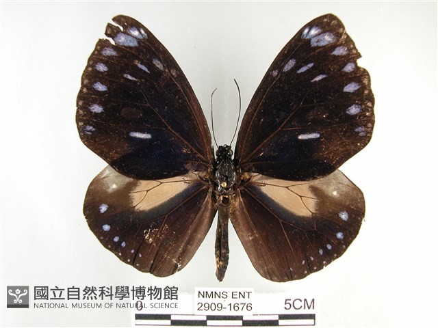 圓翅紫斑蝶藏品圖，第1張