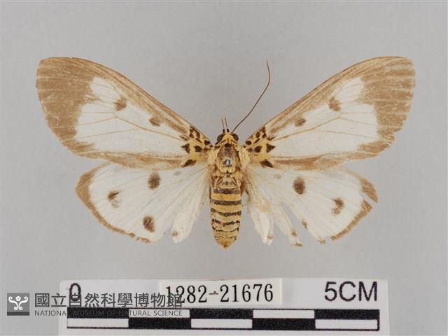 長斑擬燈蛾藏品圖，第1張