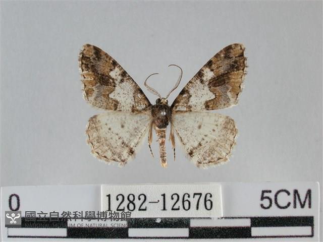 雙峰霜尺蛾藏品圖，第1張