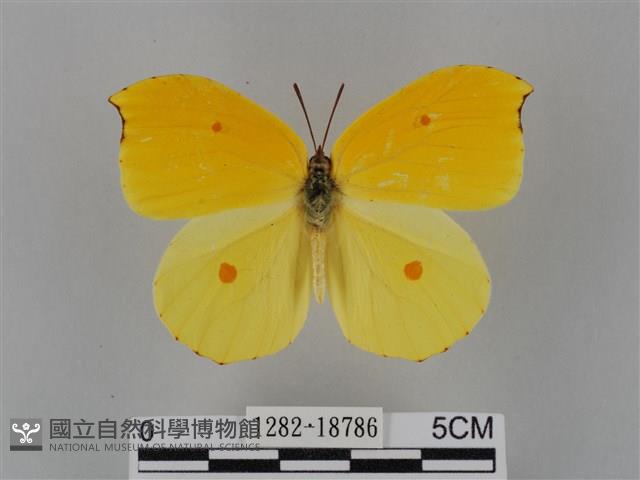 圓翅鉤粉蝶藏品圖，第1張