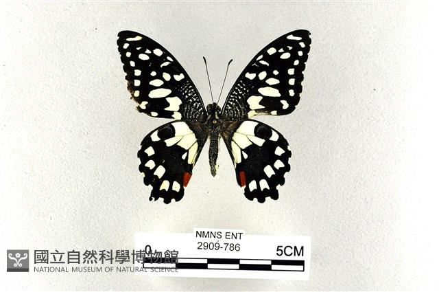 花鳳蝶、無尾鳳蝶藏品圖，第1張