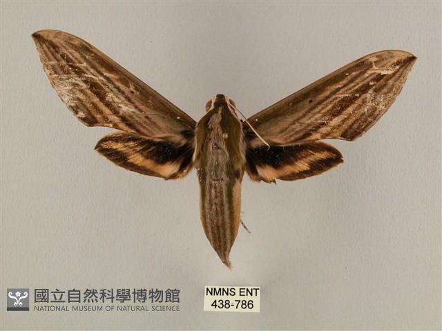 棕綠背線天蛾藏品圖，第1張